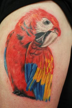 tattooe papegaai rood